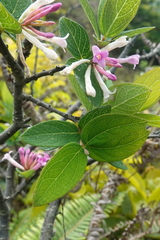 Wikstroemia monnula