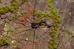 Neopantopsalis thaumatopoios