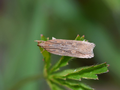 Helcystogramma triannulella