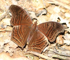 Junonia gregorii