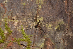 Neopantopsalis thaumatopoios