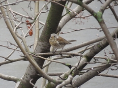 Turdus pilaris