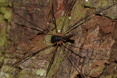 Neopantopsalis thaumatopoios