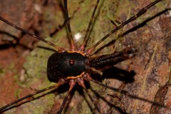 Neopantopsalis thaumatopoios