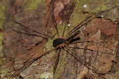 Neopantopsalis thaumatopoios