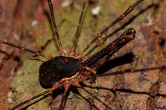 Neopantopsalis thaumatopoios