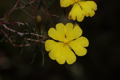 Hibbertia acerosa