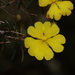 Hibbertia acerosa - Photo (c) Tim Hammer,  זכויות יוצרים חלקיות (CC BY-NC), הועלה על ידי Tim Hammer