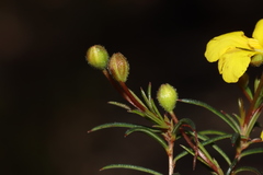 Hibbertia acerosa