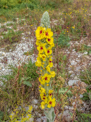Verbascum boerhavii