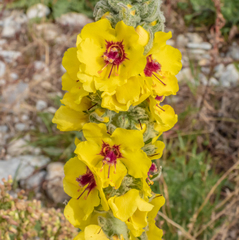 Verbascum boerhavii