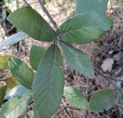 Quercus castanea