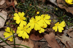 Hibbertia acerosa