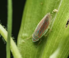 Linnavuoriella arcuata