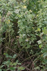 Pavonia columella