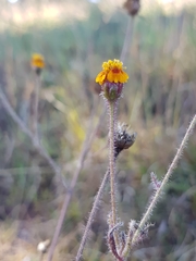 Tridax trilobata