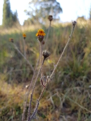 Tridax trilobata