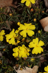 Hibbertia acerosa