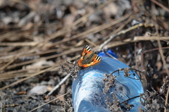 Aglais urticae