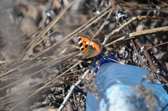 Aglais urticae
