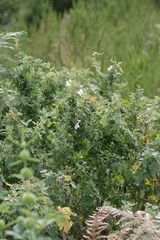 Pavonia columella