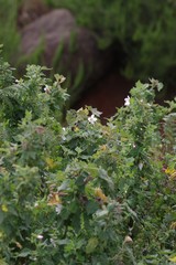 Pavonia columella