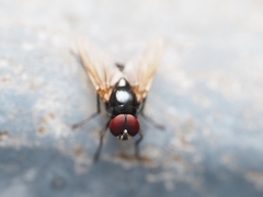 Hydrotaea chalcogaster