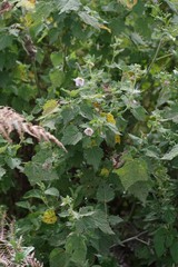 Pavonia columella