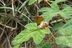 Ampittia virgata