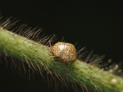 Megacopta cribraria