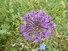 Allium giganteum