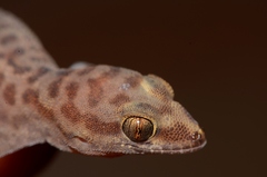 Pachydactylus montanus