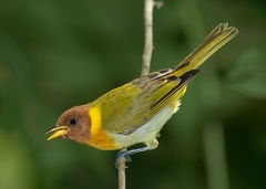 Hemithraupis ruficapilla