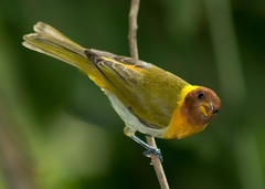 Hemithraupis ruficapilla