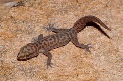 Pachydactylus montanus