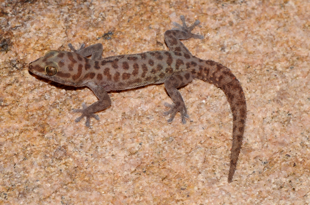 Montane Thick-Toed Gecko