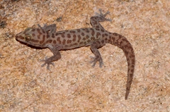 Pachydactylus montanus