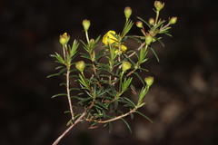 Hibbertia acerosa