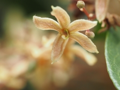 Sterculia lanceolata