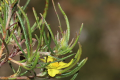 Hibbertia huegelii
