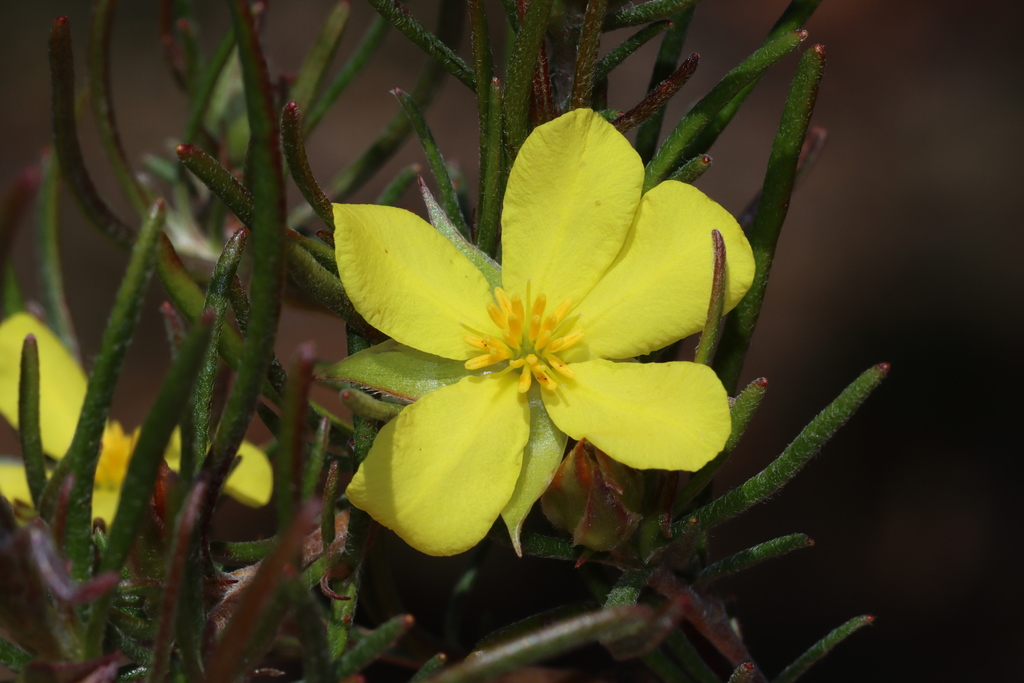 Hibbertia huegelii