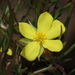 Hibbertia huegelii - Photo (c) Tim Hammer,  זכויות יוצרים חלקיות (CC BY-NC), הועלה על ידי Tim Hammer
