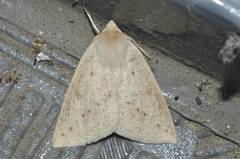 Descoreba simplex
