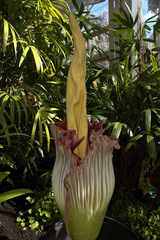 Amorphophallus titanum