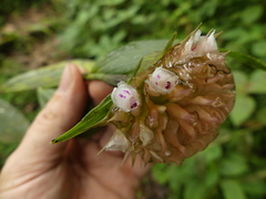 Elleanthus capitatus