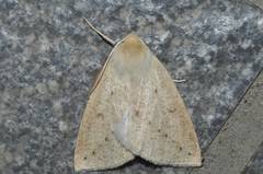 Descoreba simplex