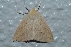 Descoreba simplex