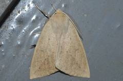 Descoreba simplex