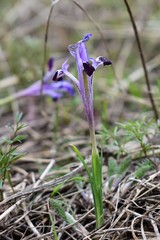 Iris kolpakowskiana
