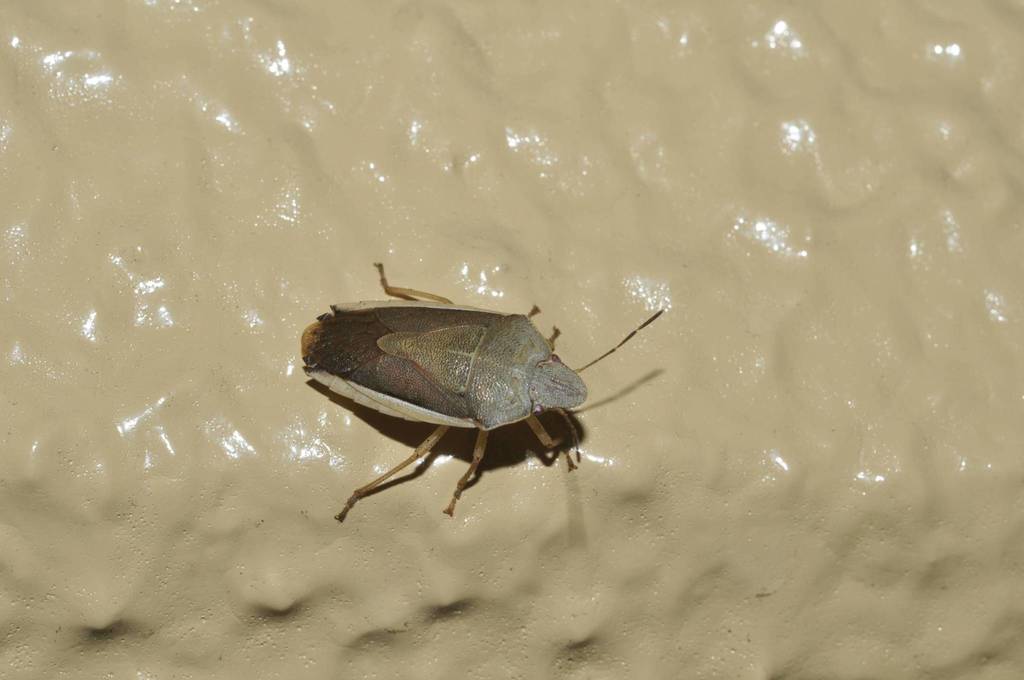 Aenaria lewisi